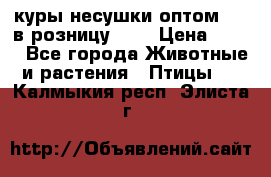 куры несушки.оптом 170 в розницу 200 › Цена ­ 200 - Все города Животные и растения » Птицы   . Калмыкия респ.,Элиста г.